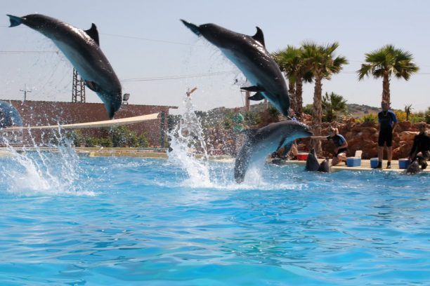 Γ. Δημαράς: Να σταματήσουν άμεσα οι παράνομες παραστάσεις με δελφίνια στο Αττικό Ζωολογικό Πάρκο