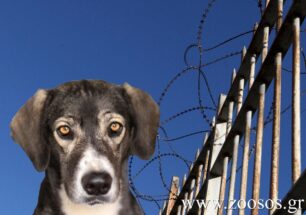 Ο νόμος για αποσυμφόρηση των φυλακών αφήνει ατιμώρητους κάποιους κακοποιούς ζώων