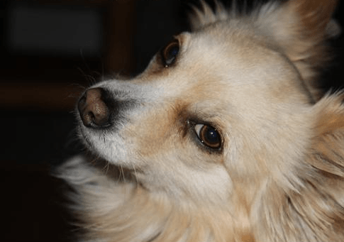 Χάθηκε αρσενικός σκύλος στο Καπανδρίτι Αττικής