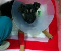 Έχασαν σκύλο στον Γέρακα Αττικής, τον βρήκαν αλλά δεν μπορούν να πληρώσουν το κόστος!