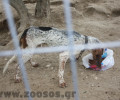 Ηράκλειο Κρήτης: Αποστεωμένα ιδιόκτητα σκυλιά στις Κορφές Μαλεβιζίου