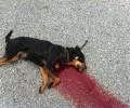 Δικάζεται στο Εφετείο στις 20/9 ο κυνηγός που δολοφόνησε σκύλο έξω από τη μονή Μανταμάδου Λέσβου το 2012
