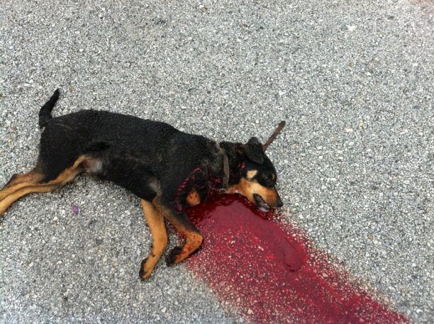 Στο Εφετείο 13/10 θα δικαστεί ο κυνηγός που δολοφόνησε σκύλο έξω από τη μονή Μανταμάδου Λέσβου το 2012