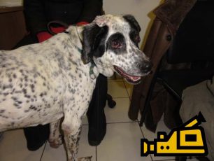 Μαρούσι: Ο σκύλος στάθηκε τυχερός αλλά χρειάζεται πια μια οικογένεια που δεν θα τον εγκαταλείψει ξανά (βίντεο)