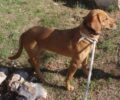 Εγκατέλειψαν τον σκύλο σε κτηνιατρική κλινική στην Εκάλη Αττικής λέγοντας «αφήστε τον στον δρόμο»