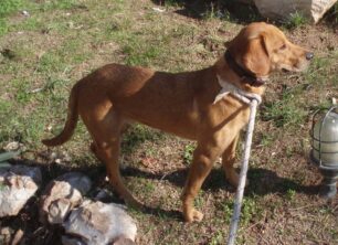 Εγκατέλειψαν τον σκύλο σε κτηνιατρική κλινική στην Εκάλη Αττικής λέγοντας «αφήστε τον στον δρόμο»