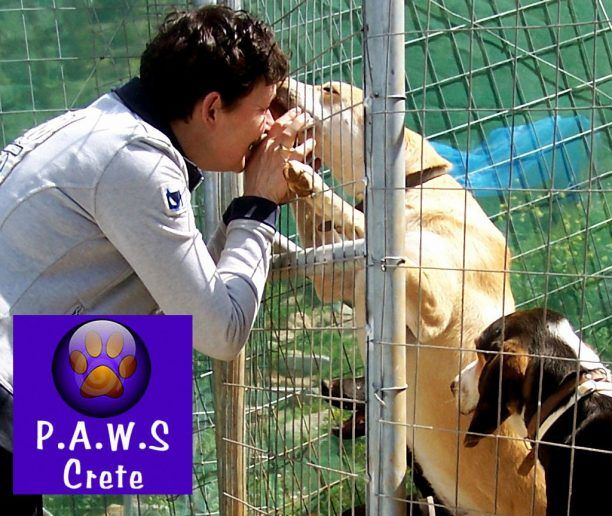 PAWS Αγίου Νικολάου Κρήτης: Παρανομώντας βοηθούν τα ζώα!