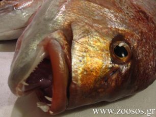 Το Λιμεναρχείο Νάξου καλύπτει τους παράνομους αλιείς που χρησιμοποιούν δυναμίτη!