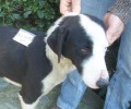 Υιοθετήθηκε - Αν δεν υιοθετηθεί ο σκύλος που βρέθηκε σε ρέμα στον Βοτανικό θα επανενταχθεί