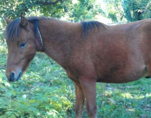 Έκλεψαν σκυριανό αλογάκι στην Άρτα