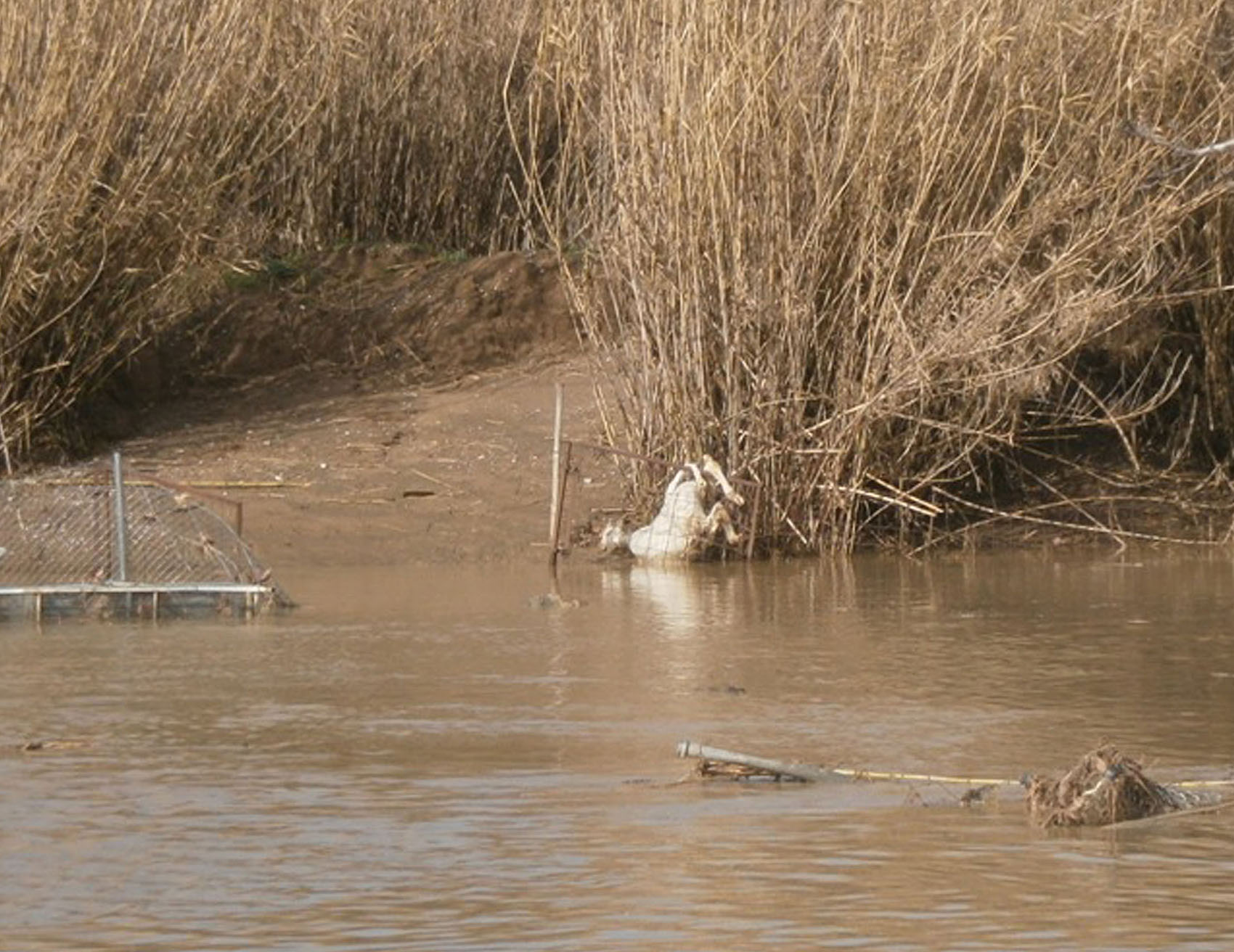 Και ζώα πνίγηκαν από την πλημμύρα στην Ηλεία (βίντεο)
