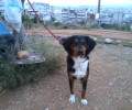Χάθηκε θηλυκός σκύλος στο Γαλάτσι Αττικής