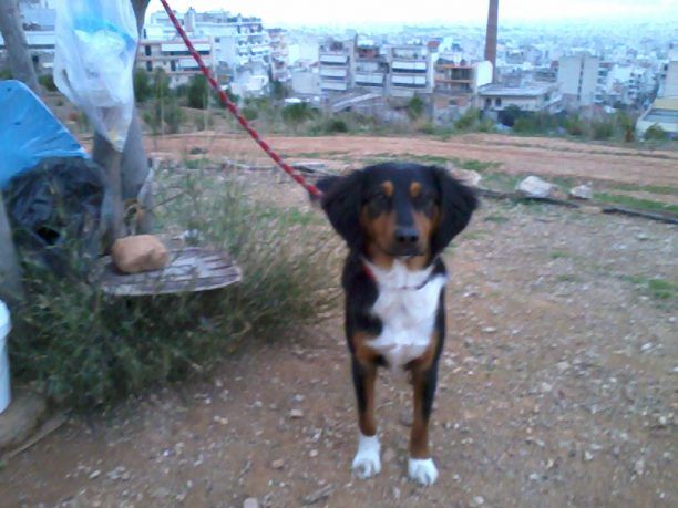 Χάθηκε θηλυκός σκύλος στο Γαλάτσι Αττικής