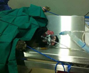 Γέρακας Αττικής: Εγκατέλειψε τον σκύλο που χτύπησε επειδή βιαζόταν