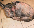 Σαλαμίνα: Η ασθένεια μετέτρεψε τον σκύλο σε μια σχεδόν άμορφη μάζα