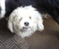 Χάθηκε σκύλος Κανίς στο Χαλάνδρι Αττικής