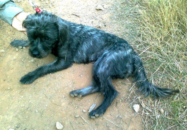 Βρέθηκε - Έχασαν σκύλο στα όρια Χολαργού με Αγία Παρασκευή