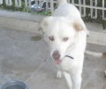 Χάθηκε άσπρος σκύλος στο Μαρούσι Αττικής