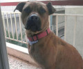 Βρέθηκε - Θεσσαλονίκη: Eξαφανίστηκε ο σκύλος που χτυπήθηκε από αυτοκίνητο