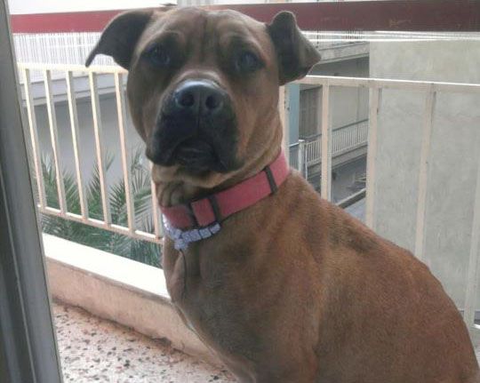 Βρέθηκε - Θεσσαλονίκη: Eξαφανίστηκε ο σκύλος που χτυπήθηκε από αυτοκίνητο