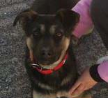 Βρέθηκε - Χάθηκε θηλυκός σκύλος στον Σταυρό Αγίας Παρασκευής Αττικής