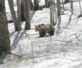 Νυμφαίο: Η άνοιξη ήρθε αφού ξύπνησαν και οι αρκούδες!
