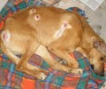 Αυλώνας Αττικής: Βρήκαν τον σκύλο πυροβολημένο