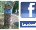 Κάτοικος του Αλμυρού Μαγνησίας βασανίζει γάτα και δημοσιεύει την κακοποίηση του ζώου στο facebook (βίντεο)