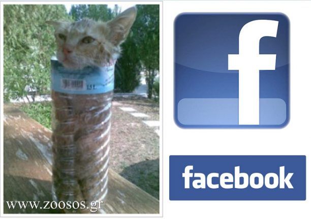 Κάτοικος του Αλμυρού Μαγνησίας βασανίζει γάτα και δημοσιεύει την κακοποίηση του ζώου στο facebook (βίντεο)