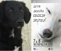 Διεθνής Έκθεση Μορφολογίας Σκύλων: «Φιλοζωία» πολυτελείας