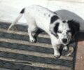 Μήπως το χάσατε τον σκύλο; Τον φροντίζουν οι αστυνομικοί στο Αεροδρόμιο Ηρακλείου