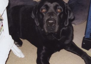 Χάθηκες σκύλος μαύρο Λαμπραντόρ στον Μαρκόπουλο Αττικής