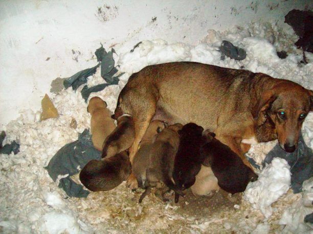 Σώστε τα κουταβάκια, κινδυνεύουν εκεί που βρίσκονται!