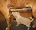 Διόνυσος Αττικής: Σκυλίτσα και κουτάβι δεμένα από το λαιμό με σχοινί περιτυλίγματος!