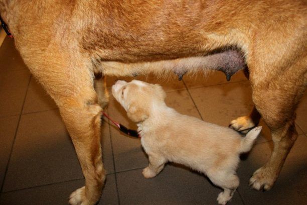 Διόνυσος Αττικής: Σκυλίτσα και κουτάβι δεμένα από το λαιμό με σχοινί περιτυλίγματος!