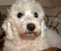 Βρέθηκε - Έχασαν τον σκύλο τους μεταξύ Χαλανδρίου και Ψυχικού