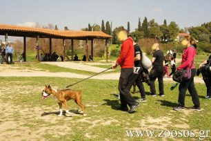 Κτηνίατροι κόβουν αβέρτα αυτιά και ουρές σκυλιών γιατί βγάζουν λεφτά!