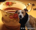 Τσάι και λατρεία για τα ζώα από τον Φιλοζωικό Σύλλογο Χίου
