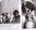 Χάθηκε σκύλος θηλυκό Σέτερ στον Υμηττό