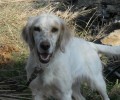 Χάθηκε θηλυκός σκύλος ράτσας Σέτερ στο Χαϊδάρι Αττικής