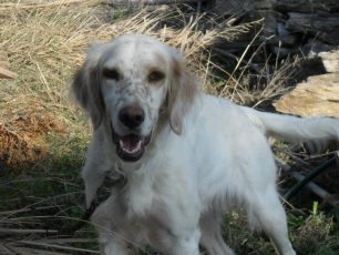 Χάθηκε θηλυκός σκύλος ράτσας Σέτερ στο Χαϊδάρι Αττικής