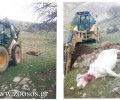 Ο Κυνηγετικός Σύλλογος Κιάτου καταδικάζει τους εγκληματίες που εκτέλεσαν τα 9 άγρια άλογα