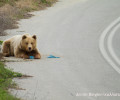 Καστοριά: Γραμμή πληροφοριών για τη συνύπαρξη μας με τις αρκούδες