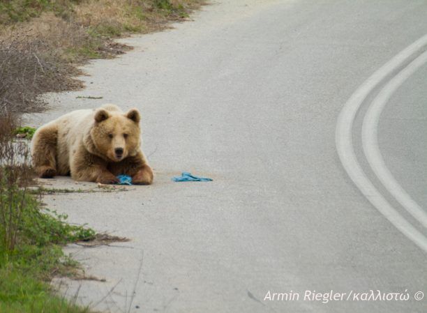 Καστοριά: Γραμμή πληροφοριών για τη συνύπαρξη μας με τις αρκούδες