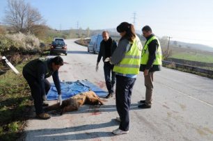 Φλώρινα: Άλλο ένα αρκουδάκι νεκρό σε τροχαίο