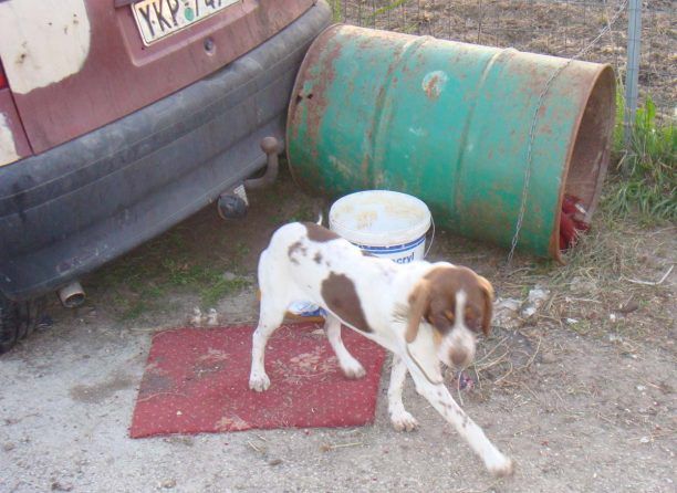 Κέρκυρα: Βελτίωσε τις συνθήκες του σκύλου που είχε δεμένο σε βαρέλι
