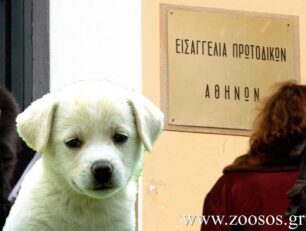 Αντιπροσωπεία του ΠΕ.ΣΥ.Δ.Α.Π. συνάντησε την Εισαγγελέα Ζώων