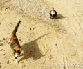 6λεπτο αφιέρωμα για τη Γάτα του Αιγαίου στο ANIMAL Planet (βίντεο)