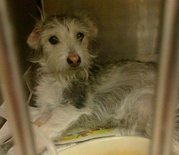 Νίκαια Αττικής: Εγκατέλειψε την χτυπημένη σκυλίτσα στο κτηνιατρείο επειδή δεν έχει πληρωθεί για 4 μήνες