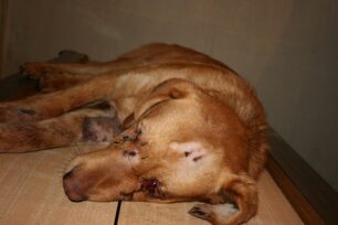 Πέθανε ο σκυλάκος που πυροβολήθηκε στην Λευκάδα